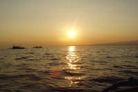bali dolphin ocean watching tour
